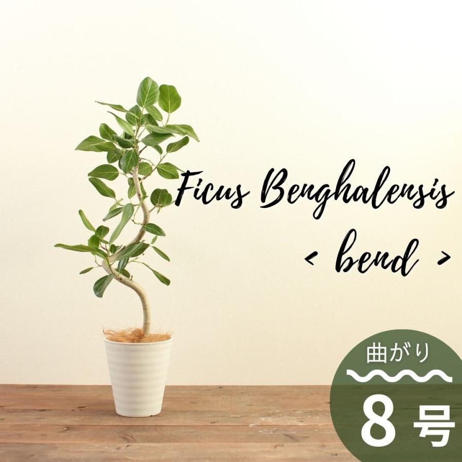 【使い勝手の良い】 観葉植物 フィカス ベンガレンシス 8号 曲がり 受け皿付 大型 おしゃれ インテリアグリーン プレゼント  grupoizcalia.com.mx