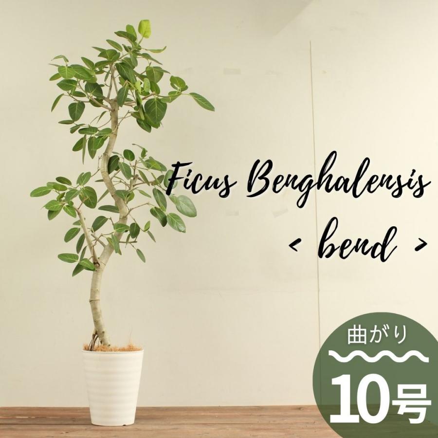 観葉植物 フィカス ベンガレンシス 10号 曲がり 受け皿付 大型 おしゃれ インテリアグリーン プレゼント