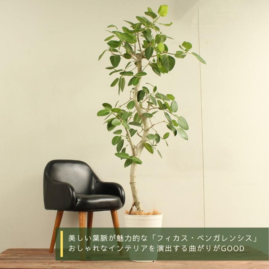 観葉植物 フィカス ベンガレンシス 10号 曲がり 受け皿付 大型 おしゃれ インテリアグリーン プレゼント 　 フィカス ベンガレンシス 10号 曲がり 受け皿付