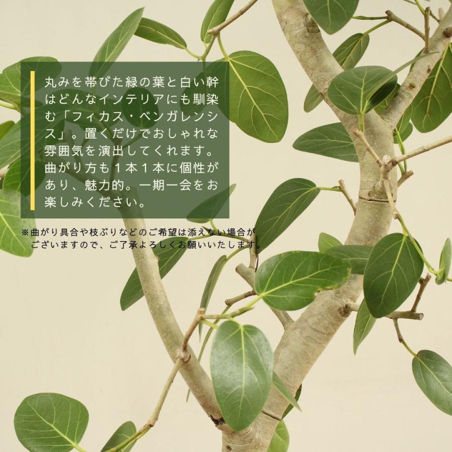 観葉植物 フィカス ベンガレンシス 10号 曲がり 受け皿付 大型 おしゃれ インテリアグリーン プレゼント 　 フィカス ベンガレンシス 10号 曲がり 受け皿付