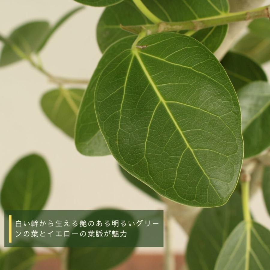 観葉植物 フィカス ベンガレンシス 10号 曲がり 受け皿付 大型 おしゃれ インテリアグリーン プレゼント 　 フィカス ベンガレンシス 10号 曲がり 受け皿付