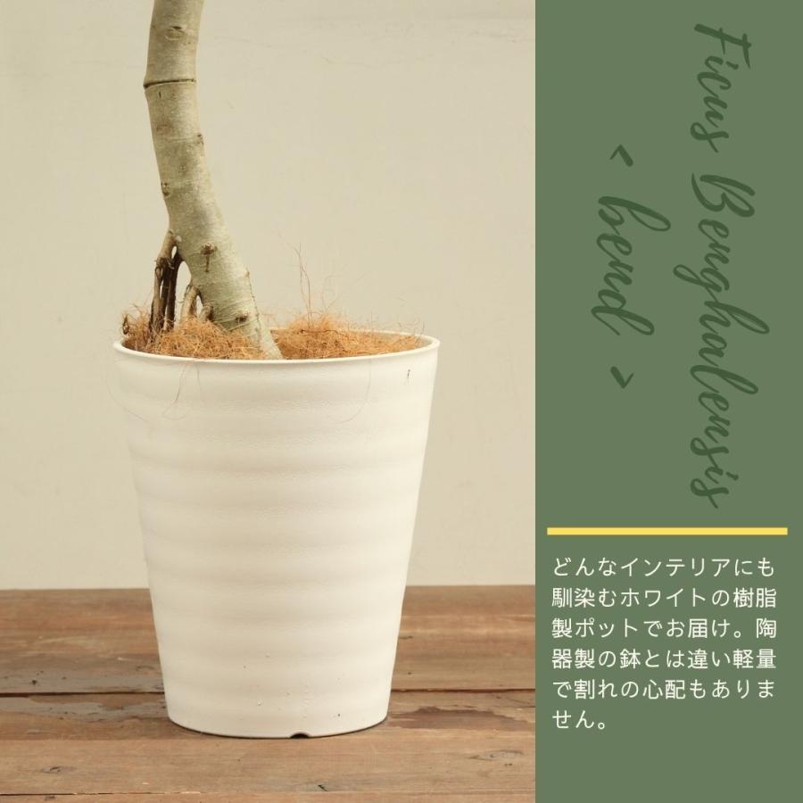 観葉植物 フィカス ベンガレンシス 10号 曲がり 受け皿付 大型 おしゃれ インテリアグリーン プレゼント 　 フィカス ベンガレンシス 10号 曲がり 受け皿付