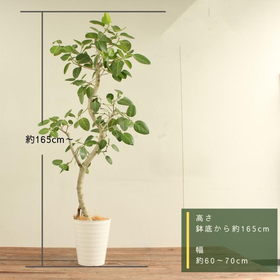 観葉植物 フィカス ベンガレンシス 10号 曲がり 受け皿付 大型 おしゃれ インテリアグリーン プレゼント 　 フィカス ベンガレンシス 10号 曲がり 受け皿付