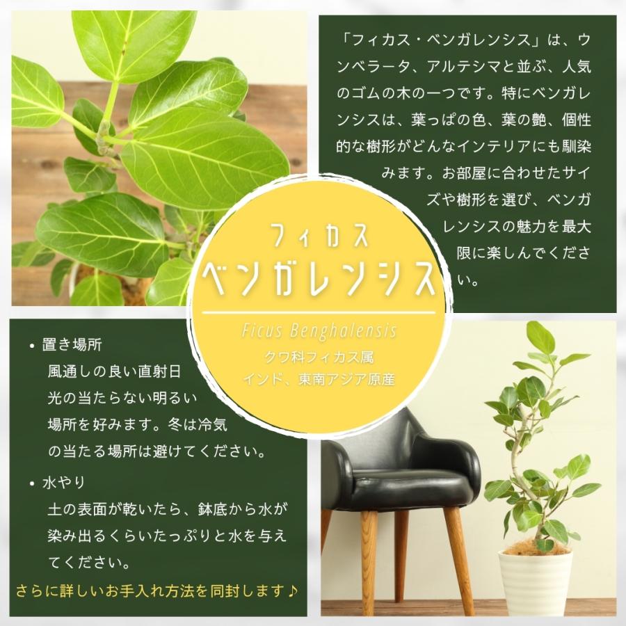 観葉植物 フィカス ベンガレンシス 10号 曲がり 受け皿付 大型 おしゃれ インテリアグリーン プレゼント 　 フィカス ベンガレンシス 10号 曲がり 受け皿付