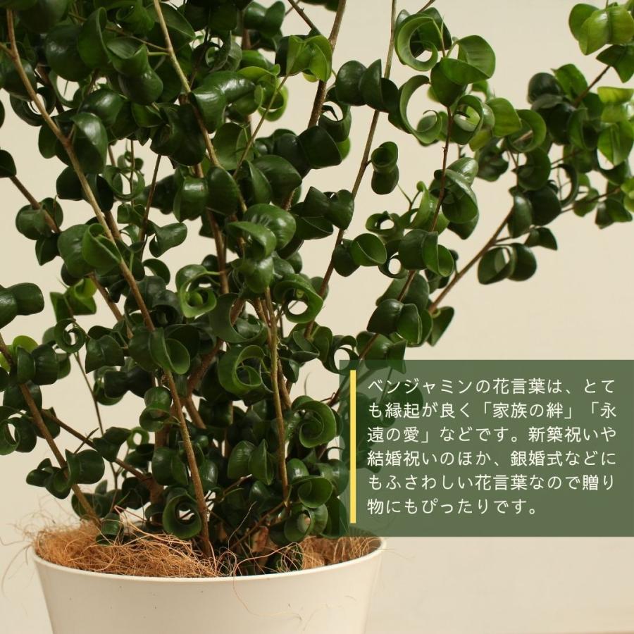 業界no 1 観葉植物 ベンジャミンバロック 8号 おしゃれ 大型 インテリアグリーン 受け皿付 プレゼント お中元 Plannerce Ir