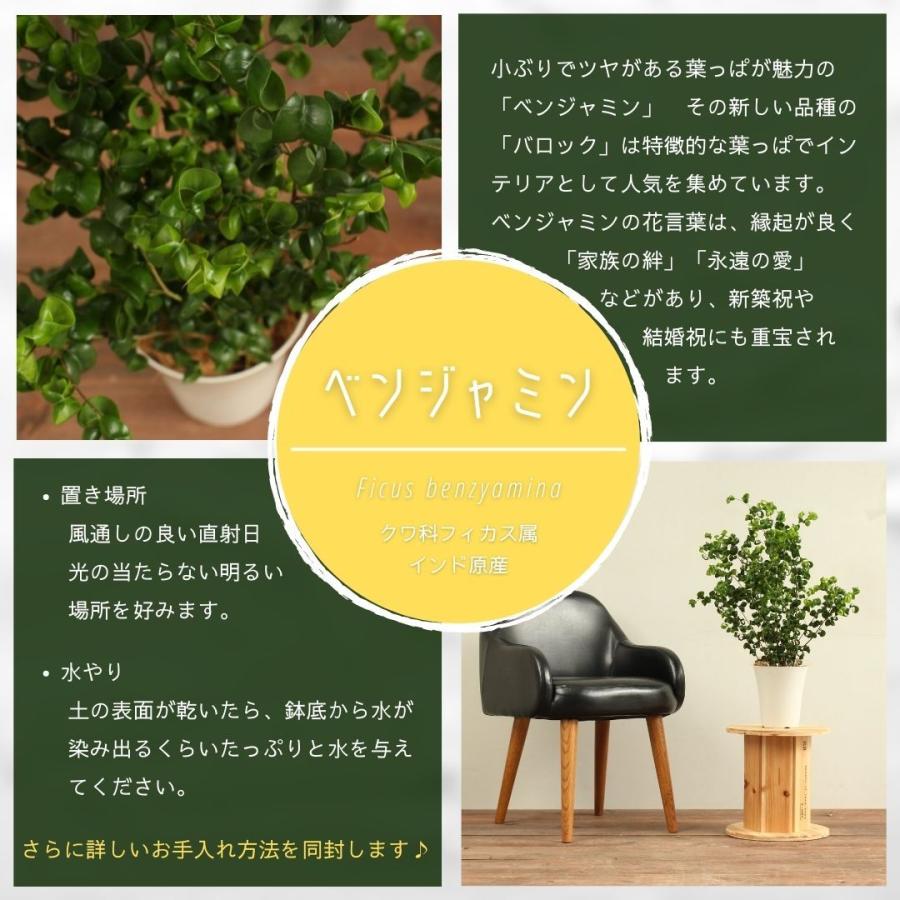 観葉植物 ベンジャミンバロック 6号 受け皿付 おしゃれ インテリアグリーン プレゼント Benjaminabr 06 ハナポチ Hanapochi 通販 Yahoo ショッピング