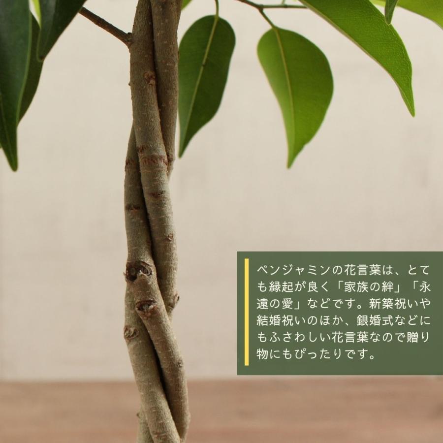 与え 観葉植物 ベンジャミン リッチ 7号 おしゃれ 大型 インテリアグリーン 受け皿付 プレゼント お中元 Aynaelda Com