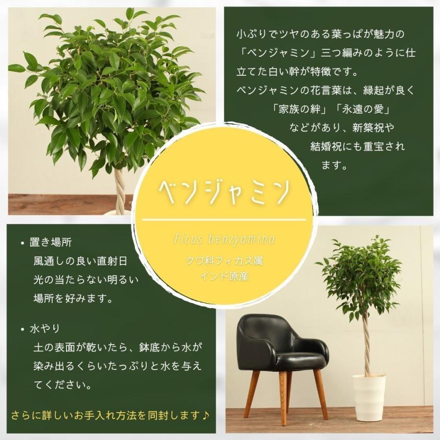 与え 観葉植物 ベンジャミン リッチ 7号 おしゃれ 大型 インテリアグリーン 受け皿付 プレゼント お中元 Aynaelda Com