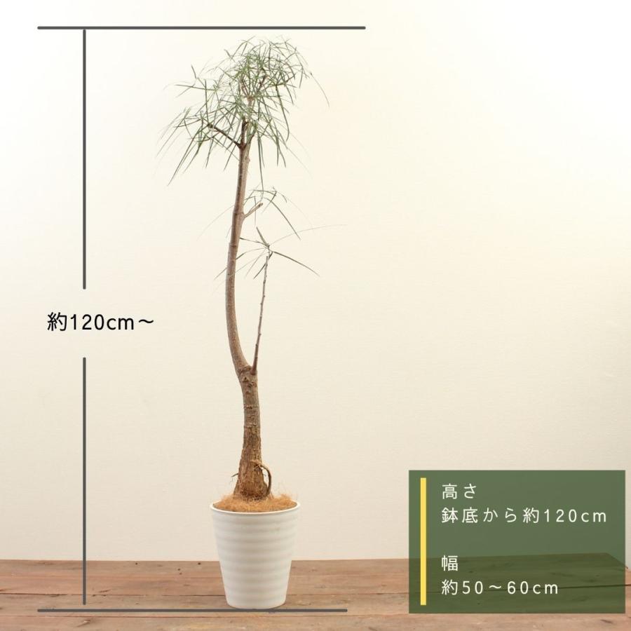 ボトルツリー(ブラキキトン) 大型観葉植物 発送
