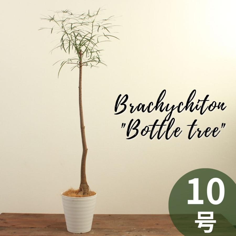 ボトルツリー ブラキキトン アケリフォリウス 観葉植物