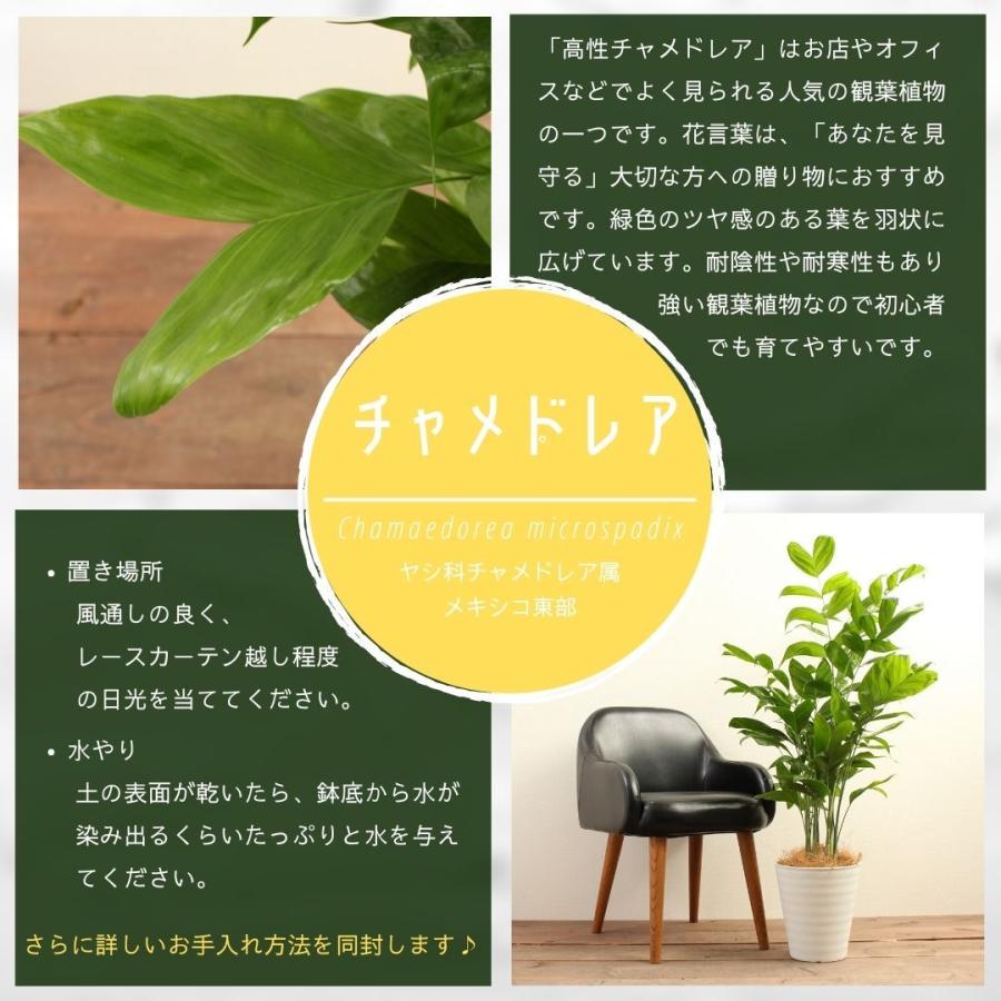 観葉植物 チャメドレア 10号 受け皿付き タケヤシ ヤシの木 南国 おしゃれ 観賞用 プレゼント お中元 Chamae 10 ハナポチ Hanapochi 通販 Yahoo ショッピング