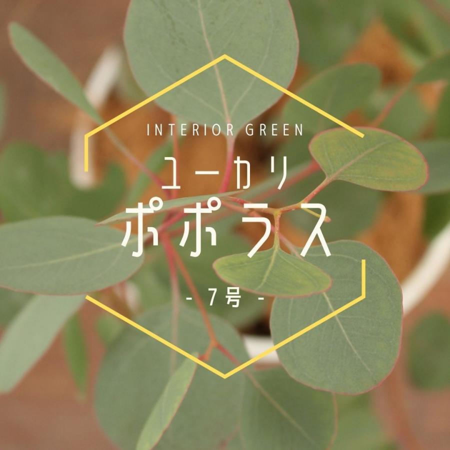 国内初の直営店 観葉植物 ユーカリ ポポラス 7号 受け皿付き ポリアンセモス ハートリーフ 苗木 おしゃれ 観賞用 プレゼント お中元 Aynaelda Com