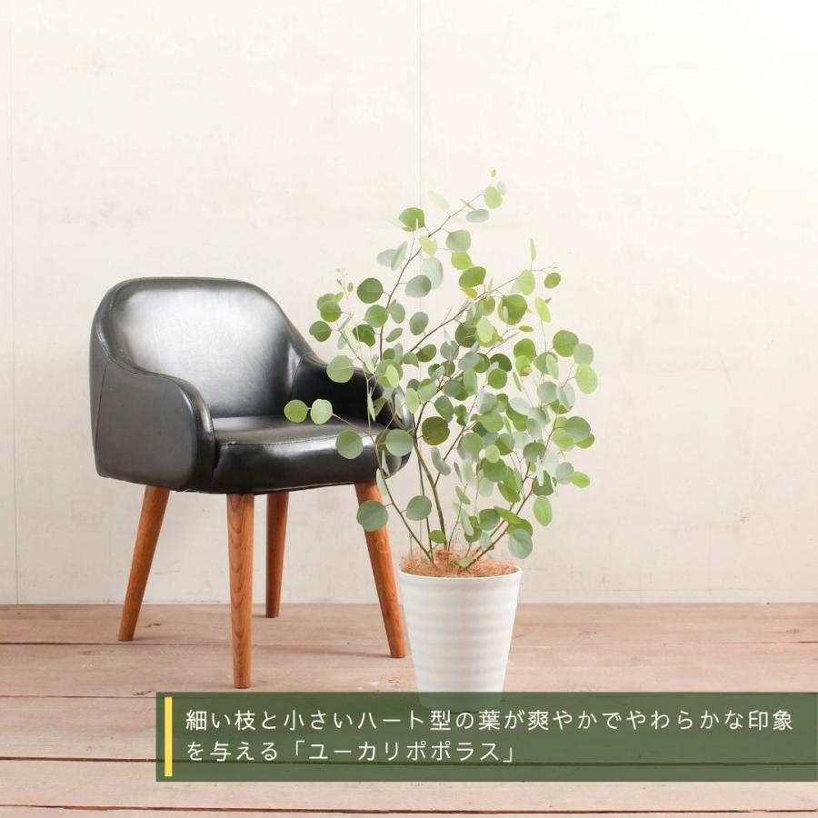 国内初の直営店 観葉植物 ユーカリ ポポラス 7号 受け皿付き ポリアンセモス ハートリーフ 苗木 おしゃれ 観賞用 プレゼント お中元 Aynaelda Com