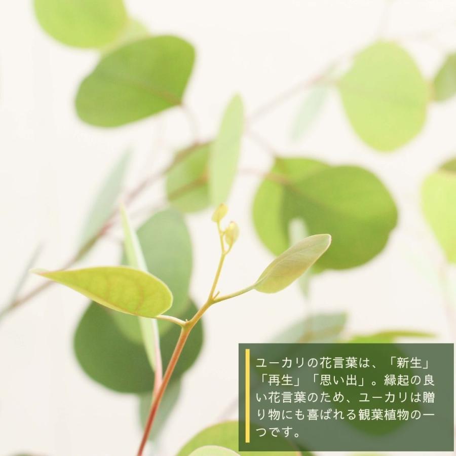 国内初の直営店 観葉植物 ユーカリ ポポラス 7号 受け皿付き ポリアンセモス ハートリーフ 苗木 おしゃれ 観賞用 プレゼント お中元 Aynaelda Com