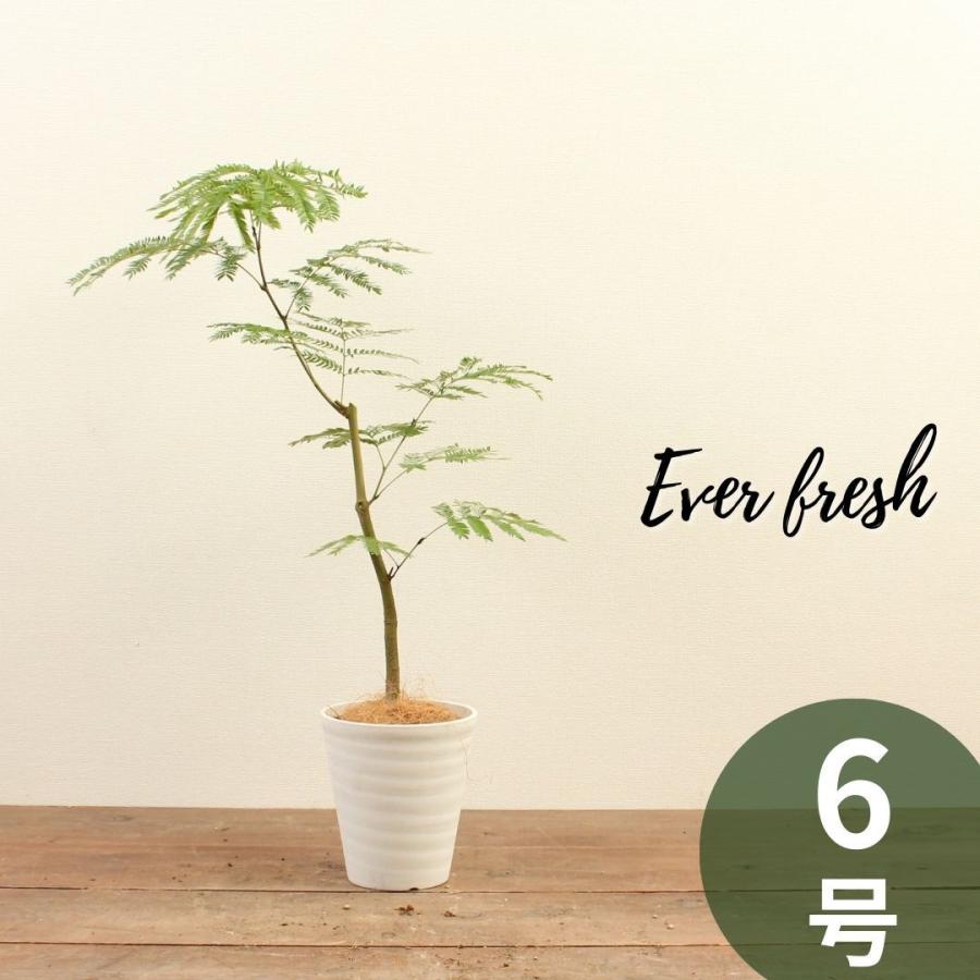 観葉植物 エバーフレッシュ 6号 受け皿付 おしゃれ インテリアグリーン プレゼント Everfresh 06 ハナポチ Hanapochi 通販 Yahoo ショッピング