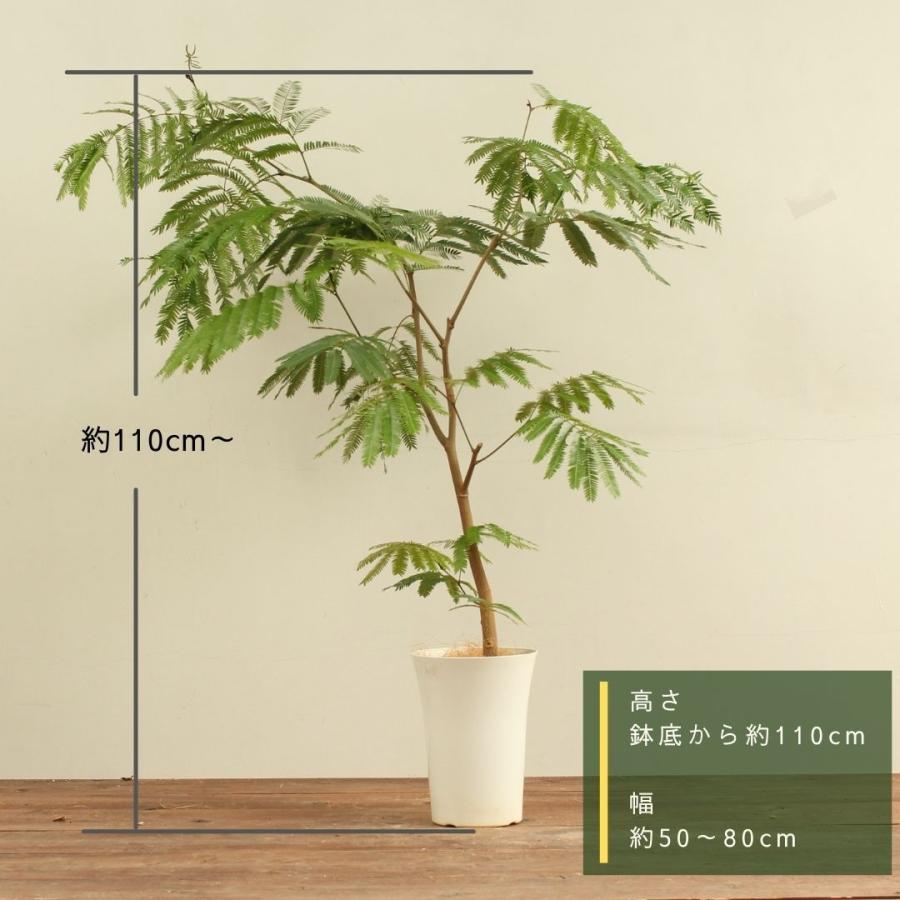 2550円 ブランド買うならブランドオフ 観葉植物 エバーフレッシュ 7号 おしゃれ 大型 インテリアグリーン 受け皿付 プレゼント 新生活