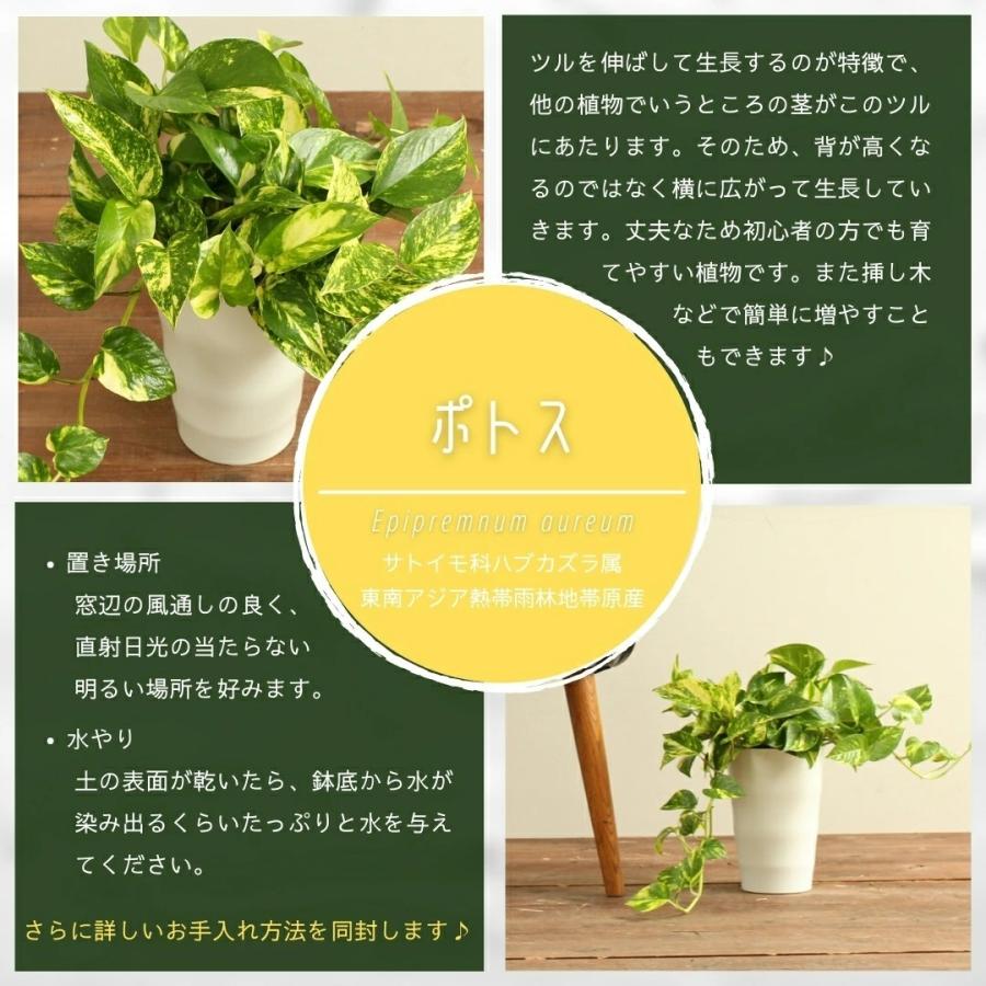 観葉植物 ポトス 3 5号 受け皿一体型 ミニ観葉 おしゃれ インテリアグリーン プレゼント ハロウィン Pothos 03 ハナポチ Hanapochi 通販 Yahoo ショッピング