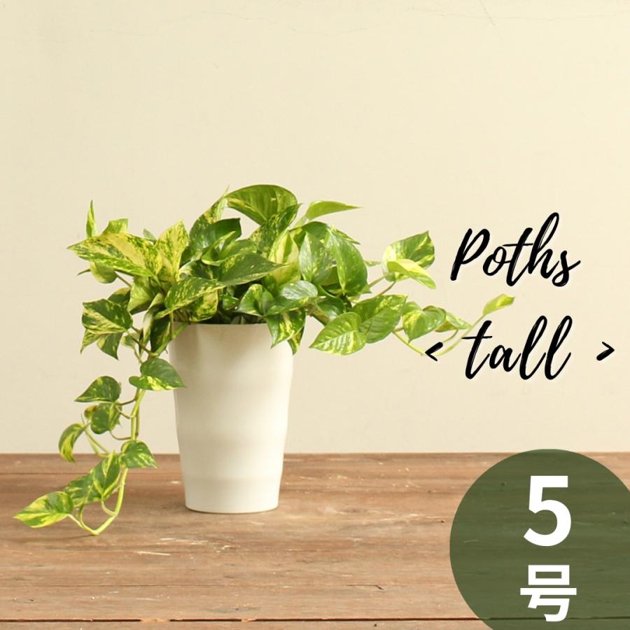 観葉植物 ポトス 5号 トールタイプ 受け皿付 ミニ観葉 おしゃれ インテリアグリーン プレゼント Pothos Tl 05 ハナポチ Hanapochi 通販 Yahoo ショッピング