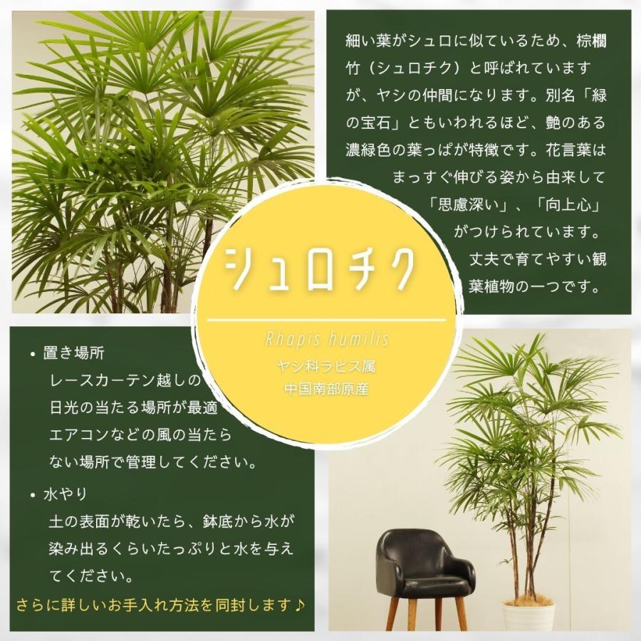 日本にいまだけ値下げ 観葉植物 ハイドロカルチャー 棕櫚竹 シュロチク 観葉植物 花 ガーデニング 13 741 Www Firefreeze Com