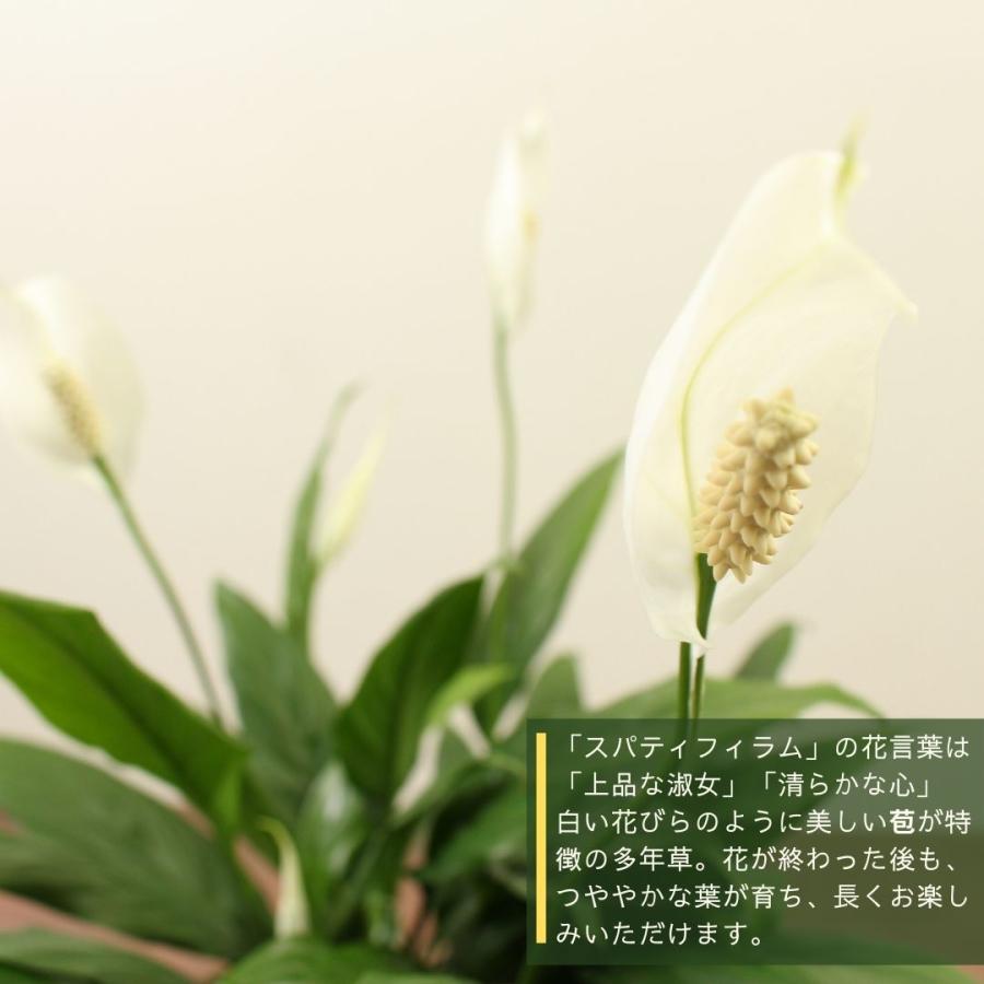 観葉植物 スパティフィラム 7号 ミニメリー 受け皿付 おしゃれ インテリアグリーン プレゼント Spathi Mm 07 ハナポチ Hanapochi 通販 Yahoo ショッピング
