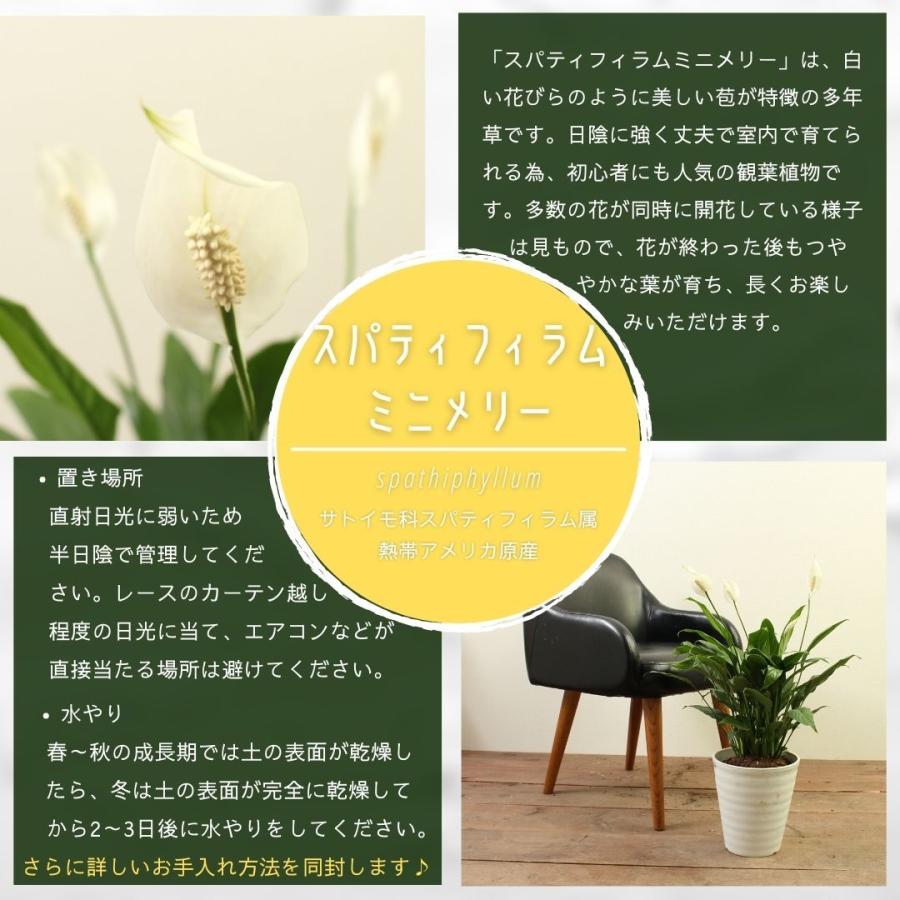 観葉植物 スパティフィラム 7号 ミニメリー 受け皿付 おしゃれ インテリアグリーン プレゼント ハロウィン Spathi Mm 07 ハナポチ Hanapochi 通販 Yahoo ショッピング