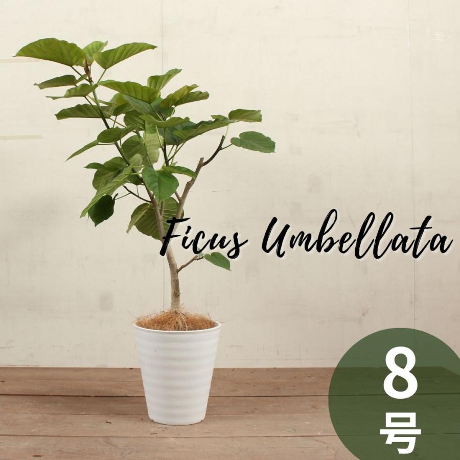 観葉植物 フィカス ウンベラータ 8号 受け皿付 大型 おしゃれ インテリアグリーン プレゼント Umbellata 08 ハナポチ Hanapochi 通販 Yahoo ショッピング