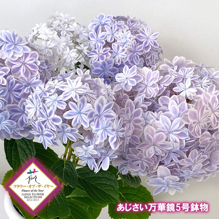 父の日 ギフト アジサイ 万華鏡 あじさい 5号鉢物 送料無料 青色 鉢植え 鉢植 花鉢 紫陽花 ブルー 別倉庫からの配送