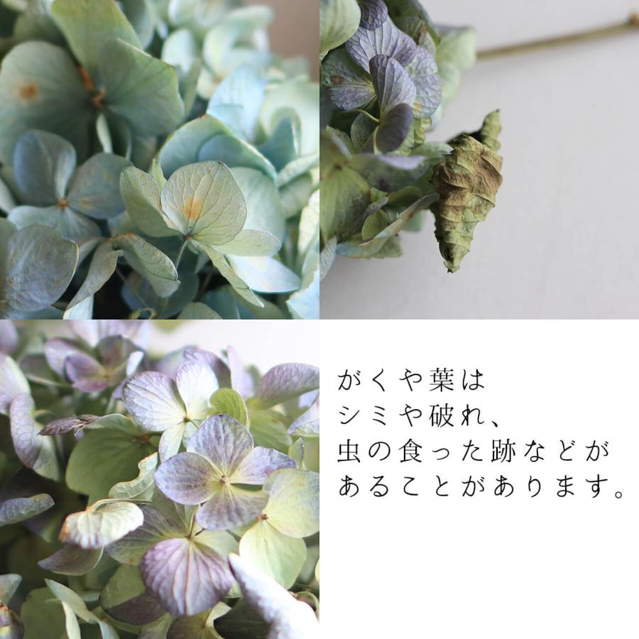 あじさい枝付き ブルー・グリーン系 ドライフラワー 【 Lサイズ