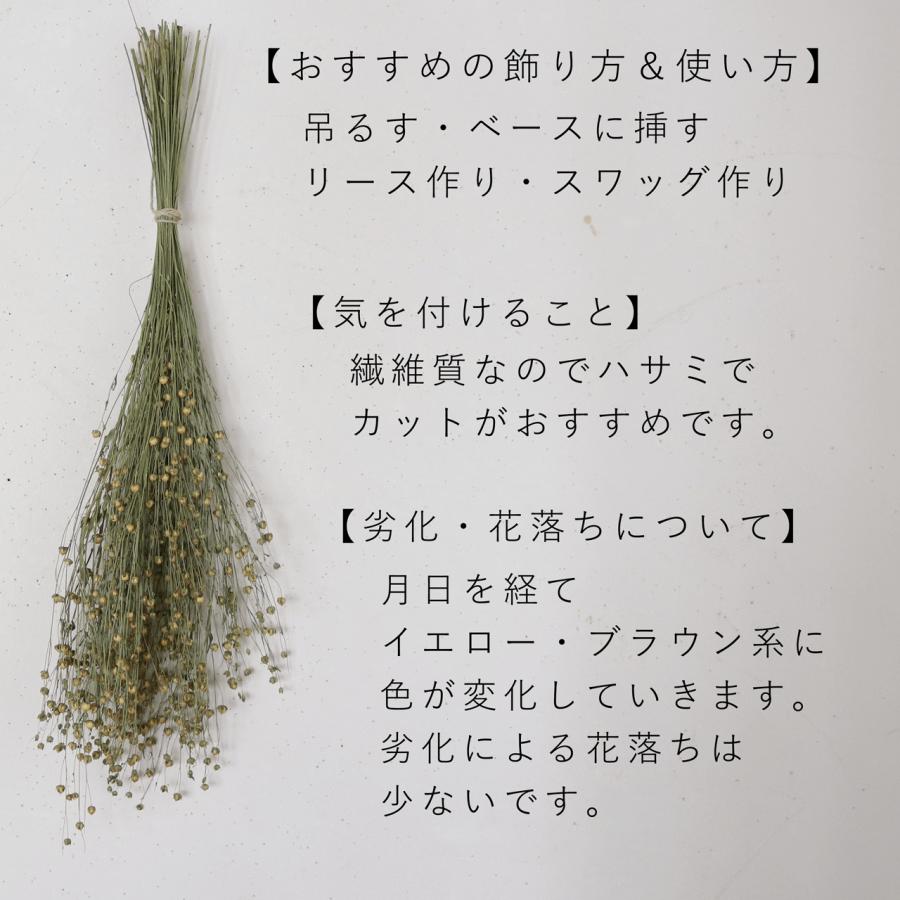 ドライフラワー アマ ＊ 亜麻 あま リンフラワー / 北海道産 花材 枝