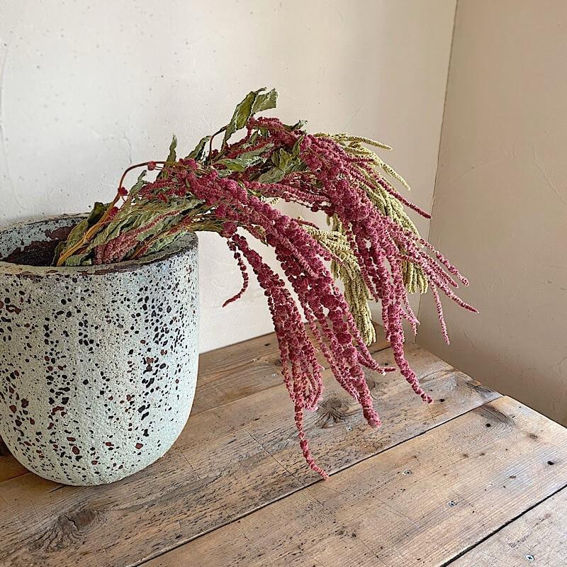 大枝 ロング ドライフラワー アマランサス ひもケイトウ レッド ロング D Amaranthuslongred 富良野 花七曜 通販 Yahoo ショッピング