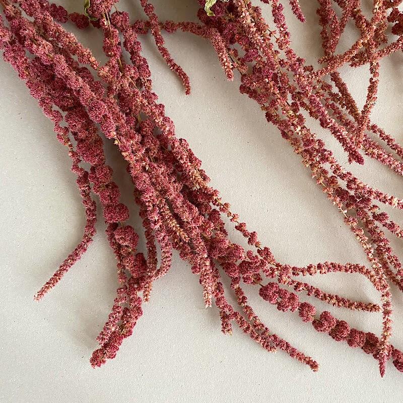 大枝 ロング ドライフラワー アマランサス ひもケイトウ レッド ロング D Amaranthuslongred 富良野 花七曜 通販 Yahoo ショッピング