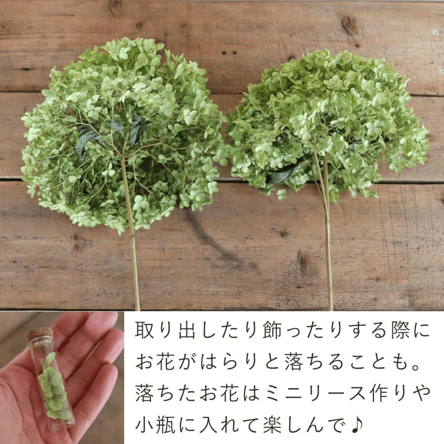 直径約直径25〜35cm】アナベル枝つき 【特大】/アジサイ あじさい/国産
