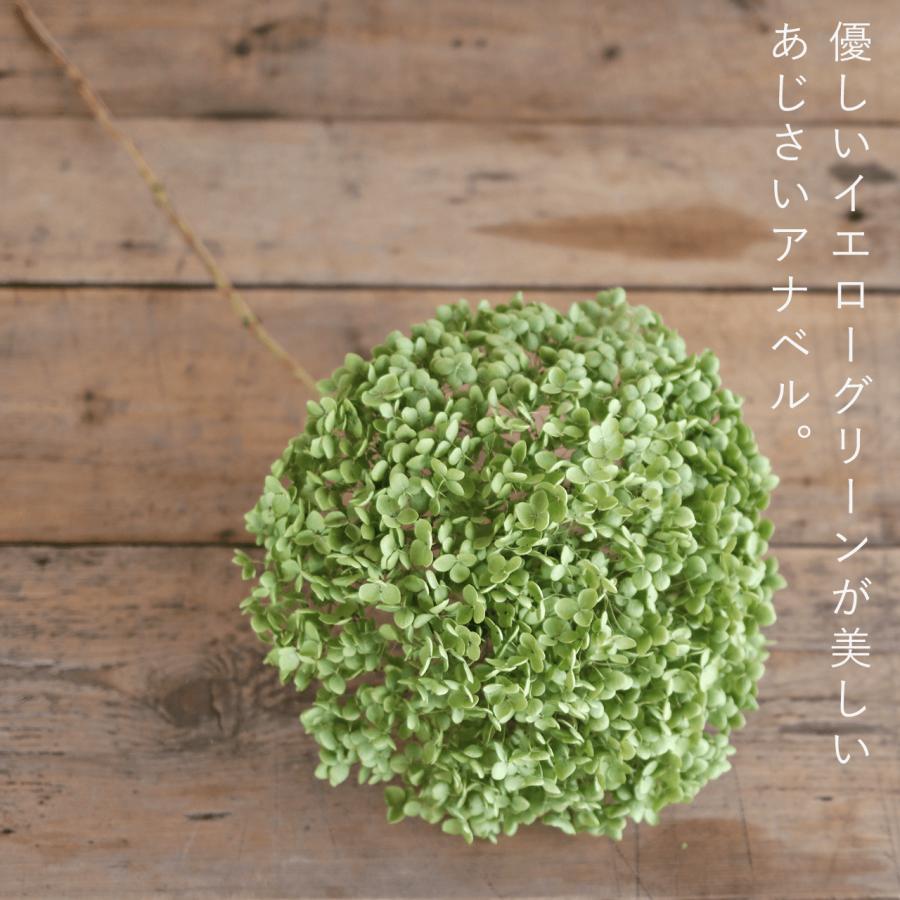 直径約直径25〜35cm】アナベル枝つき 【特大】/アジサイ あじさい/国産