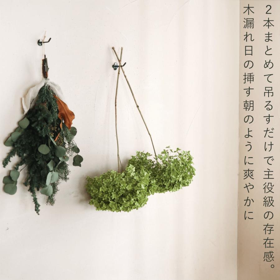 アナベルドライフラワー　 特大サイズ枝付き5本 アナベルドライフラワー 特大サイズ枝付き5本 BIGボタニカル］アナベル