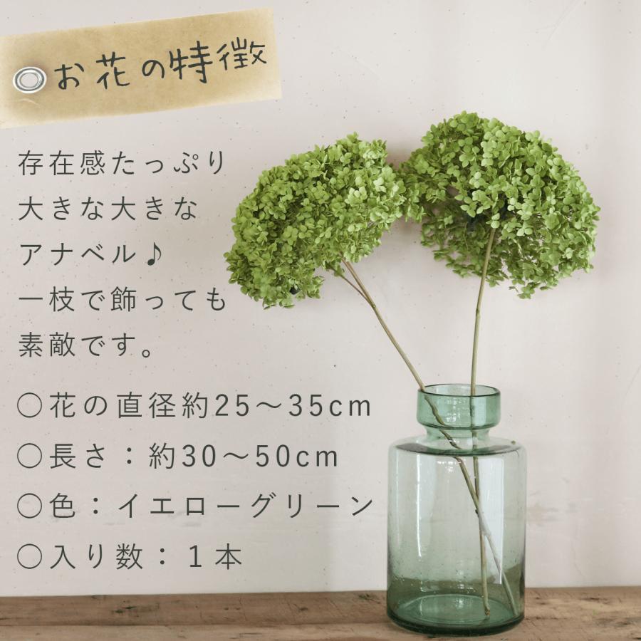 直径約直径25〜35cm】アナベル枝つき 【特大】/アジサイ あじさい/国産