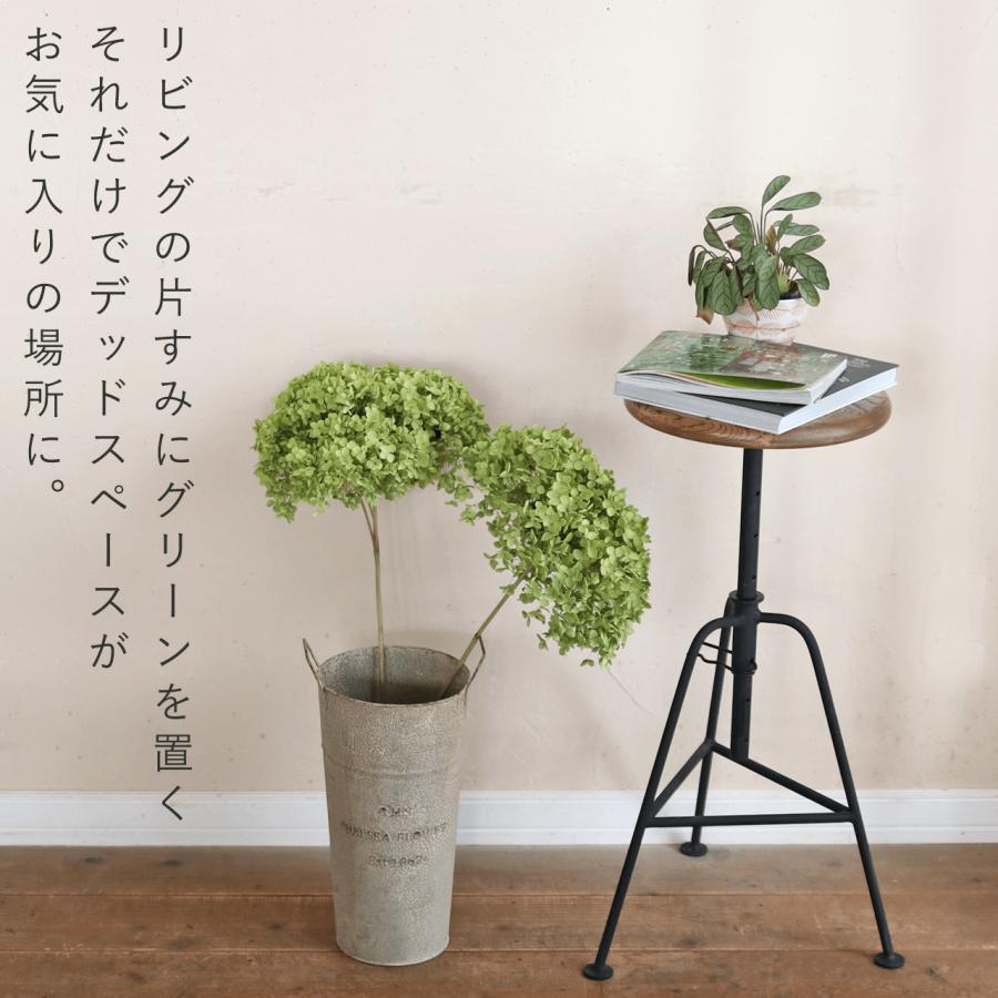 直径約直径25〜35cm】アナベル枝つき 【特大】/アジサイ あじさい/国産