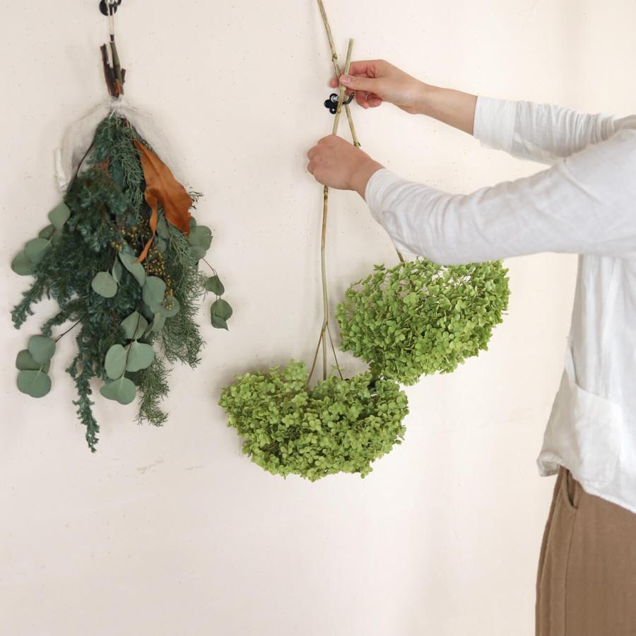 直径約直径25〜35cm】アナベル枝つき 【特大】/アジサイ あじさい/国産