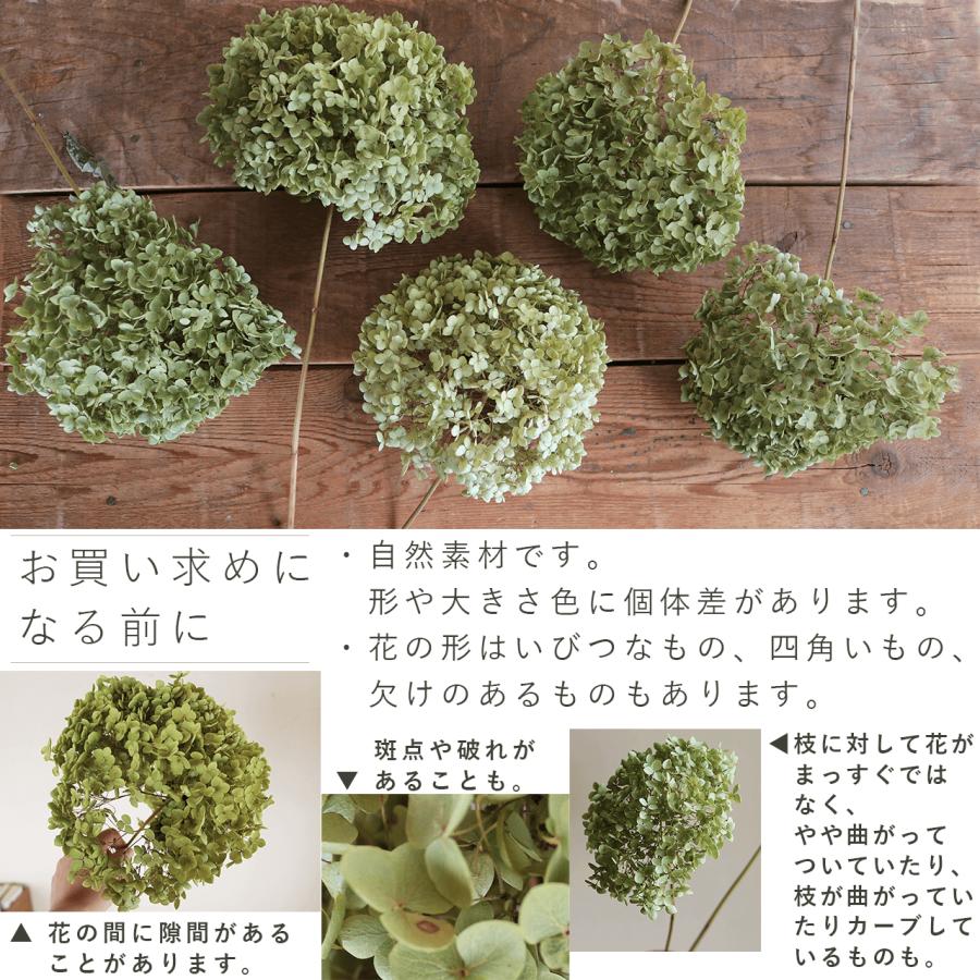 直径約直径25〜35cm】アナベル枝つき 【特大】/アジサイ あじさい/国産
