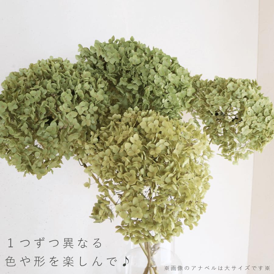 直径約直径25〜35cm】アナベル枝つき 【特大】/アジサイ あじさい/国産