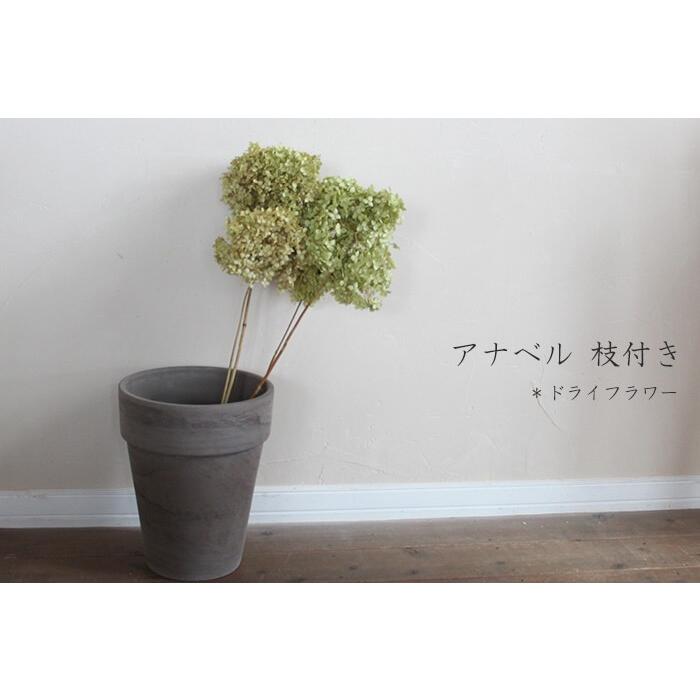 アナベル 枝付き 中 ドライフラワー 北海道産 あじさい D Anam 富良野 花七曜 通販 Yahoo ショッピング