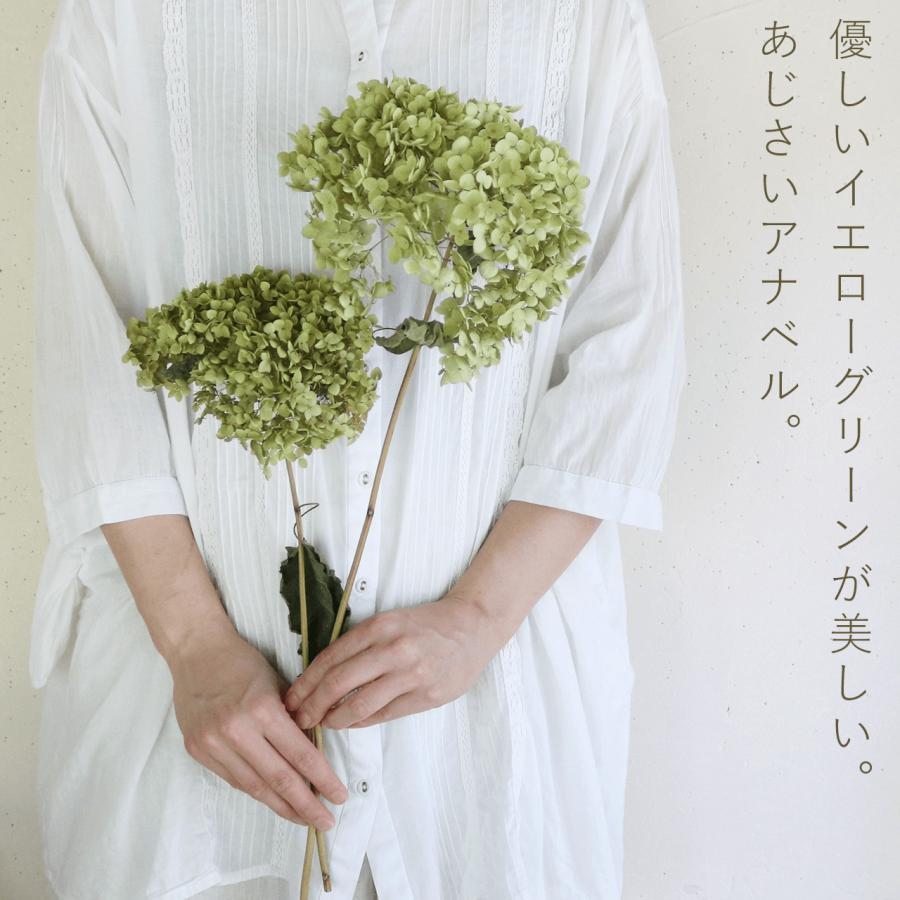 アナベルドライフラワー　 特大サイズ枝付き5本 アナベルドライフラワー 特大サイズ枝付き5本
