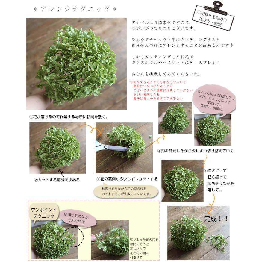 アナベル 枝付き 中 ドライフラワー 北海道産 あじさい D Anam 富良野 花七曜 通販 Yahoo ショッピング