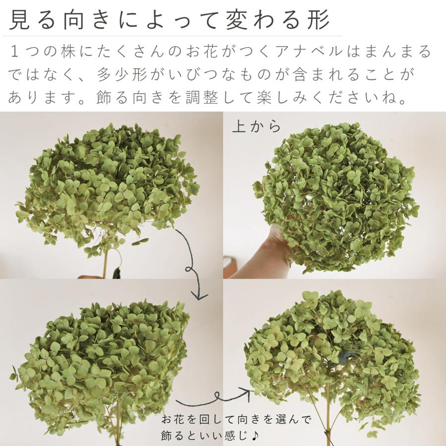約直径15〜20cm】アナベル枝つき 中 /アジサイ あじさい/国産ドライ 
