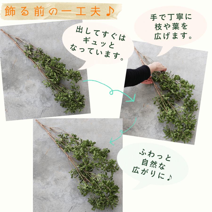 ドライフラワー あせび 大枝 60〜80cm 【グリーン】 ◇ 馬酔木 あせぼ