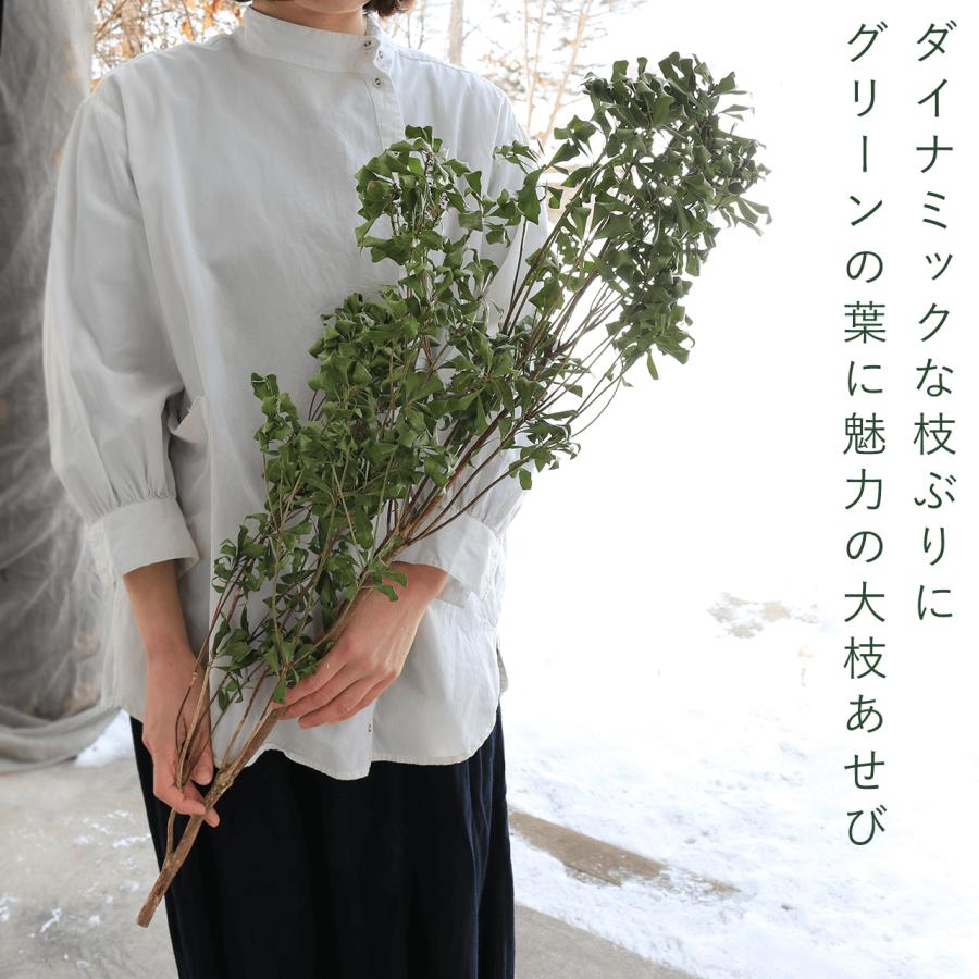 ドライフラワー あせび 大枝 60〜80cm 【グリーン】 ◇ 馬酔木 あせぼ