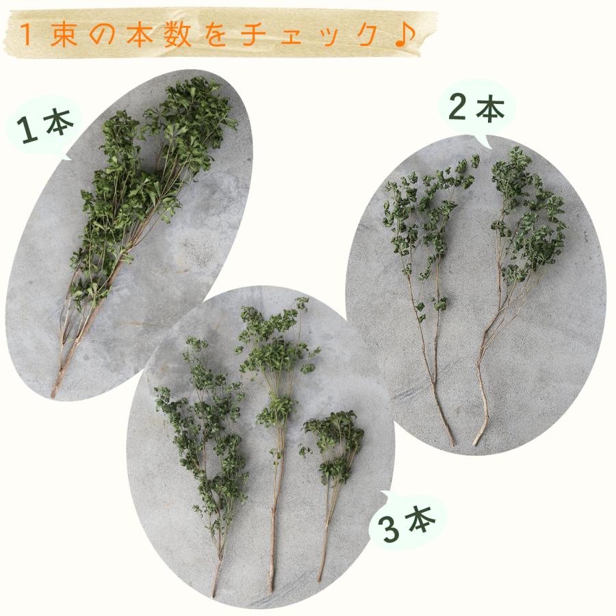 ドライフラワー あせび 大枝 60〜80cm 【グリーン】 ◇ 馬酔木 あせぼ