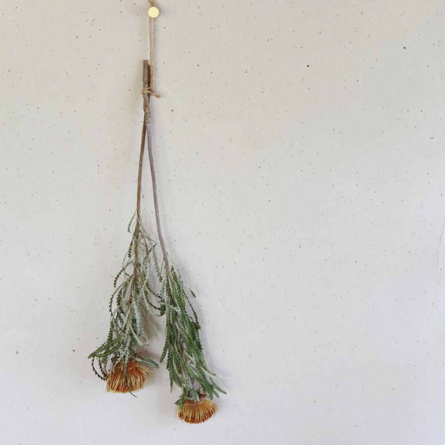 ネイティブフラワー 】 ドライアンドラ フォルモーサ / ドライフラワー