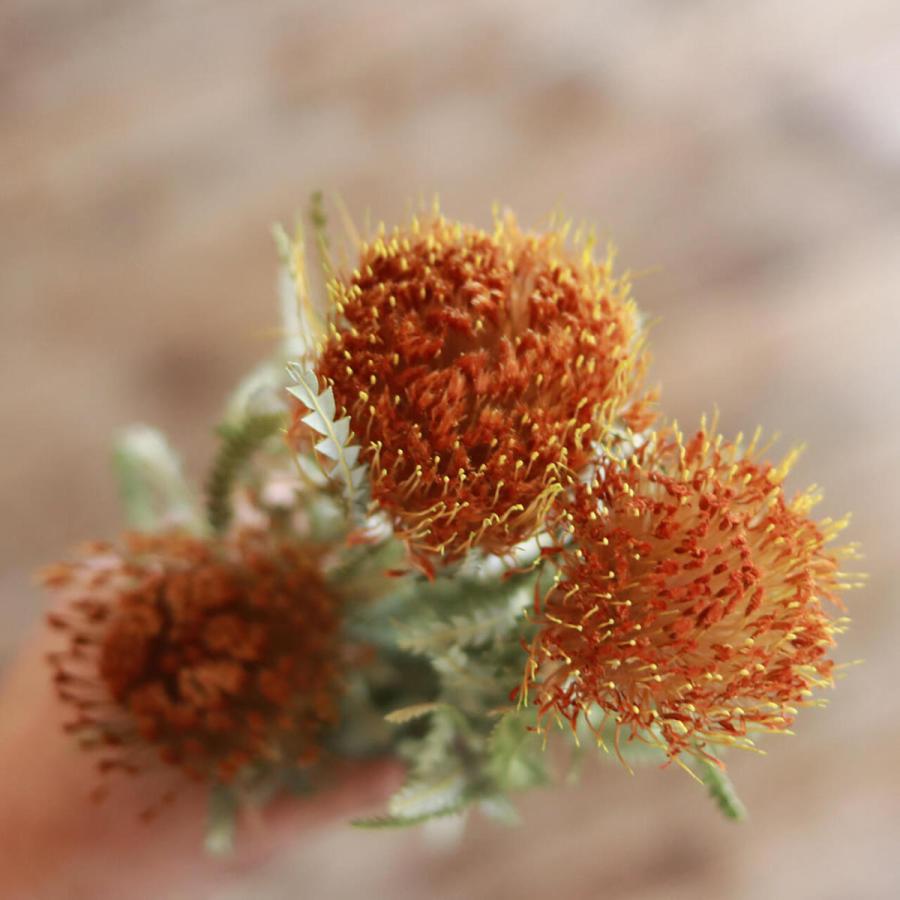 ネイティブフラワー 】 ドライアンドラ フォルモーサ / ドライフラワー