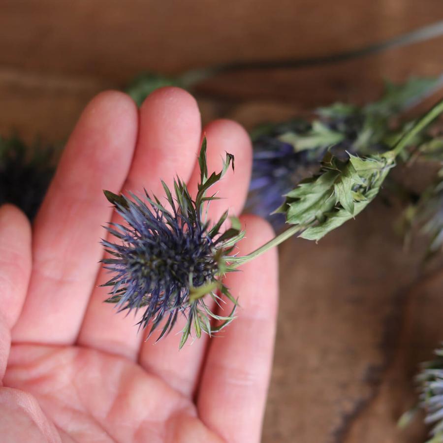 エリンジューム マグネーター (エリンジウム) 青 ブルー / ドライ