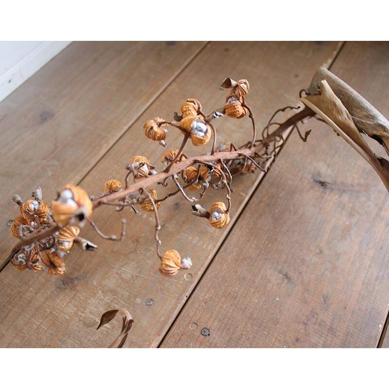 ドライフラワー 】 ゲットウの実 ・ 月桃の実 / 国産 花材